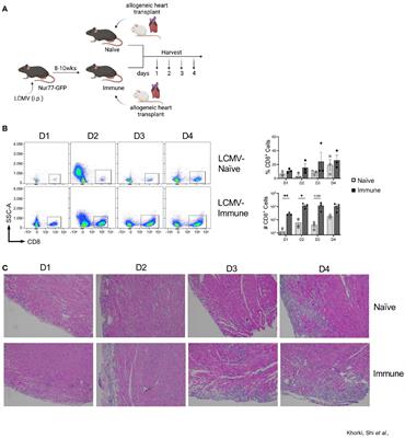 Prior viral infection primes cross-reactive CD8+ T cells that respond to mouse heart allografts